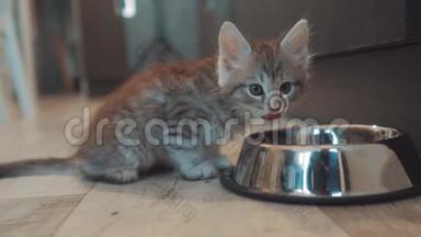 可爱的小猫在家里或室内用一碗<strong>颗粒</strong>。 小可爱的小猫在<strong>厨房</strong>里吃铁饭